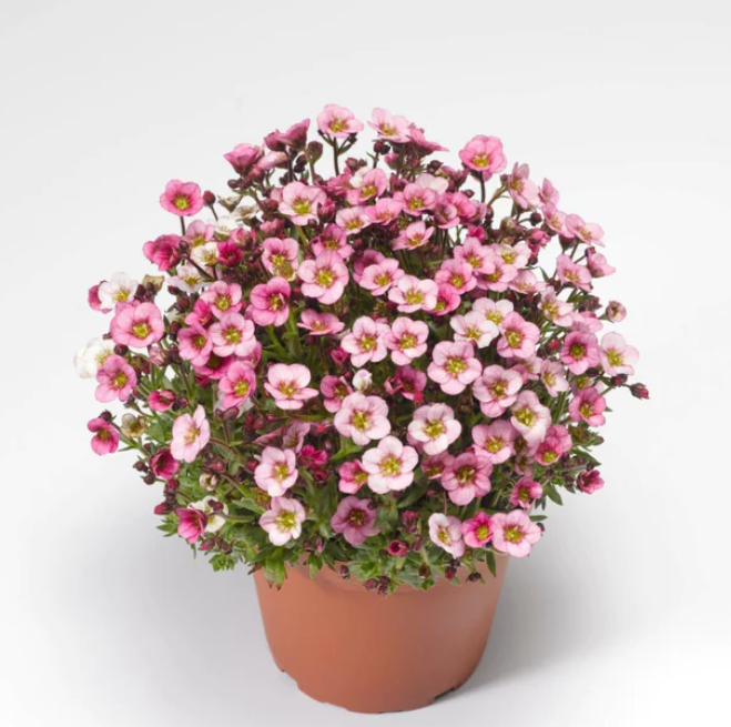 Alpenrose 'Cutie Pie' 100 Samen