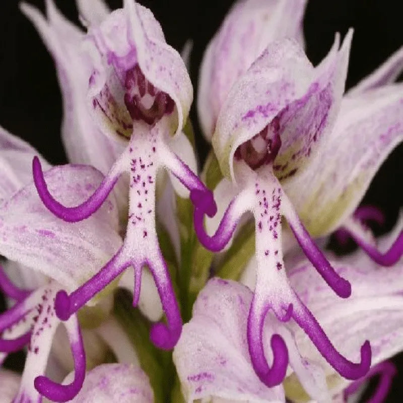 Orchis italica Seltene humanoid Orchideensamen