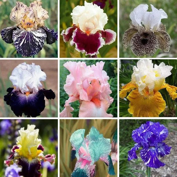 MULTI-VARIETIES IRIS SAMEN, ERBSTÜCK-IRIS, 50 STÜCK/PACKUNG