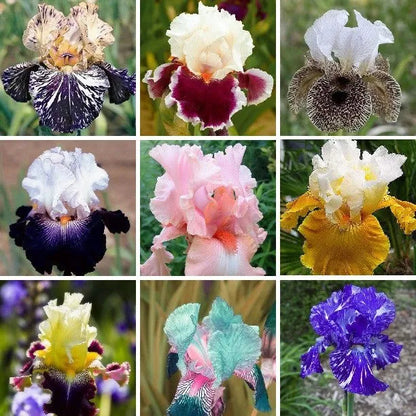 MULTI-VARIETIES IRIS SAMEN, ERBSTÜCK-IRIS, 50 STÜCK/PACKUNG