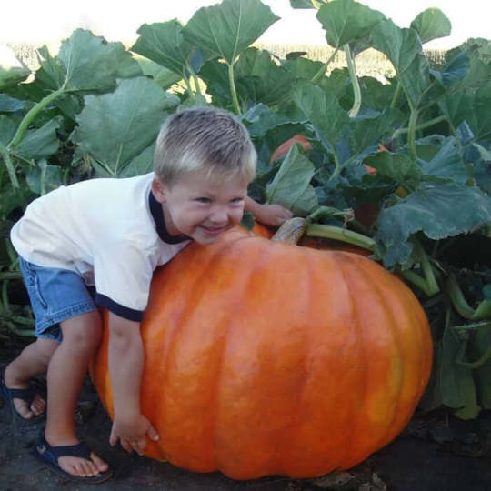 Seltene und exotische Kürbissamen - Erwecken Sie Ihre Gartenwelt mit einzigartiger Vielfalt! 🎃🌿🌍