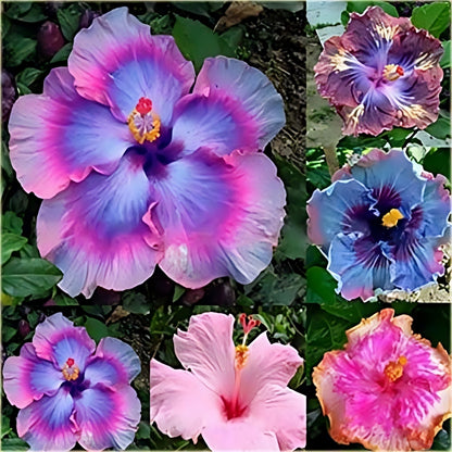 Riesige Ombre-Hibiskus-Samen mit exotischen Korallenblüten