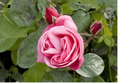 🌸🌿 50 Samen Kletterrose (Pink) - Für eine blühende Gartenlandschaft voller Eleganz und Anmut! 🌿🌸