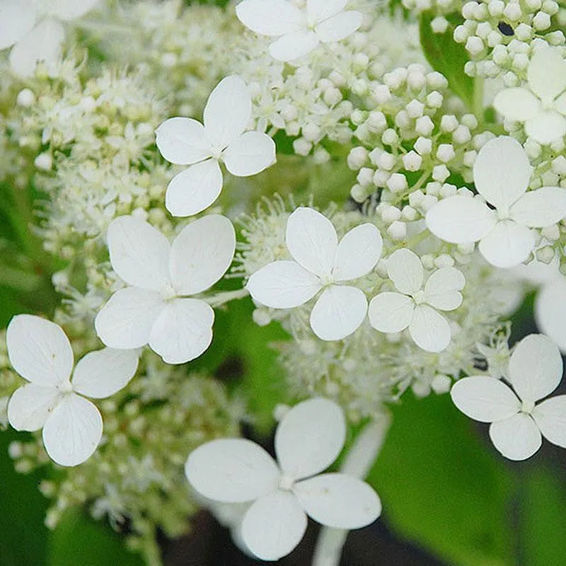 50/100 Stück Hortensienblüten-Samen, gemischte Farbpflanzen, Hausgarten-Blumensamen