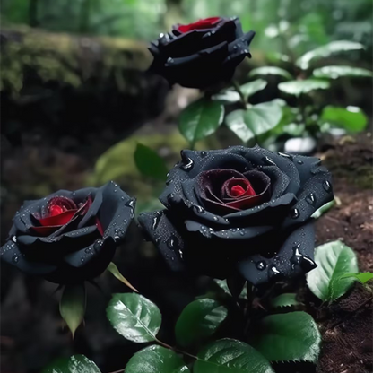 Seltene Schwarze Rote Rosenblumensamen: Eleganz trifft auf Leidenschaft! 🖤🌹