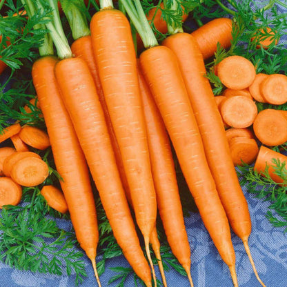 Karotte Nantindo F1 - Gesunder Genuss aus Ihrem eigenen Garten! 🥕🌱