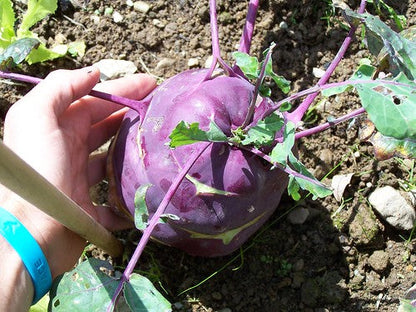 Lila Kohlrabi-Samen - Farbenfrohe Vielfalt für Ihren Gemüsegarten! 🌱💜🥦