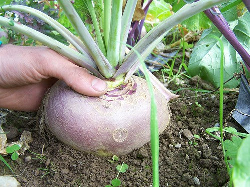 Lila Kohlrabi-Samen - Farbenfrohe Vielfalt für Ihren Gemüsegarten! 🌱💜🥦