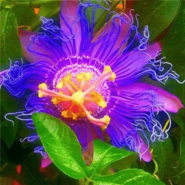 Leidenschaftsblumensamen Garten Seltene Passiflora Incarnata Obst Pflanzen Samen