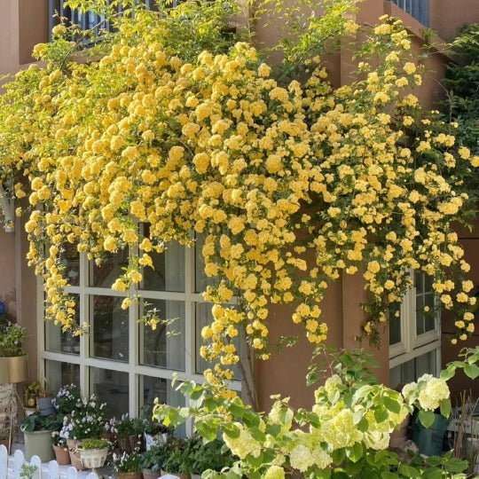 Gelbe Banksia-Rosensamen - Symbolisiert Eleganz und Glück 🌼💫