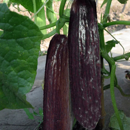 Seltene Schwarze Gurkensamen - Entdecken Sie die einzigartige Vielfalt in Ihrem Garten! 🥒🖤