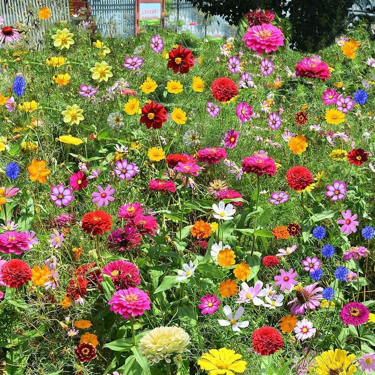 🔥53 % RABATT Gemischte mehrjährige Blumensamen – über 60 gemischte Sorten