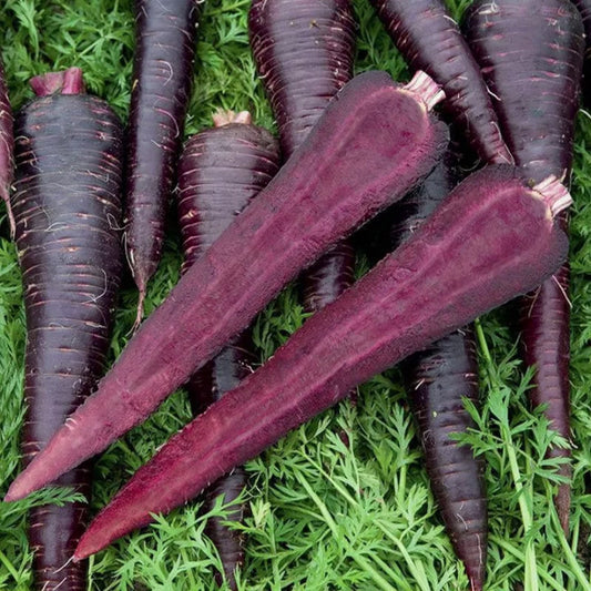 💥Karotte Deep Purple F1 - Eine lebendige Ergänzung für Ihren Gemüsegarten! 🥕🌱💥