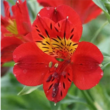 Alstroemeria Aurea Blumensamen