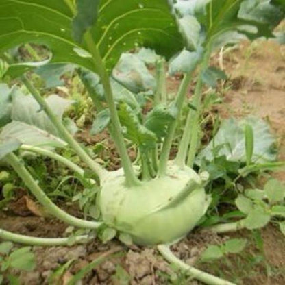 Kohlrabi-Samen - Frische Vielfalt für Ihren Gemüsegarten! 💫🌿