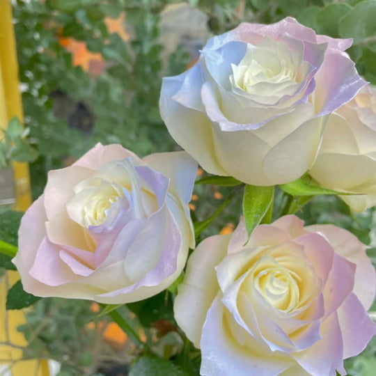 💙🌸 100 Stück/Seltene Beutel Blau Rosa Rose Samen - Duftende Pflanzen und Blumen für Ihren Garten! 🌱🌼