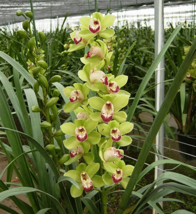 Cymbidium-Orchideensamen-Hellgrün