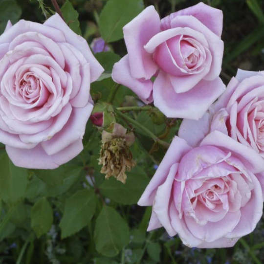 Zauberhafte Hellviolette Kletterrosensamen: Eine Symphonie der Farben für Ihren Garten! 🌹