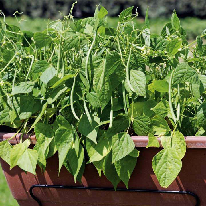 Buschbohnen French Mascotte für Container - Perfekt für Ihren Balkon oder Ihre Terrasse! 🌱🌿