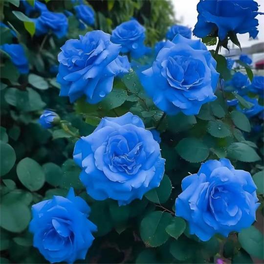 Blaue Zauberrose - Seltenheit 🌹💙