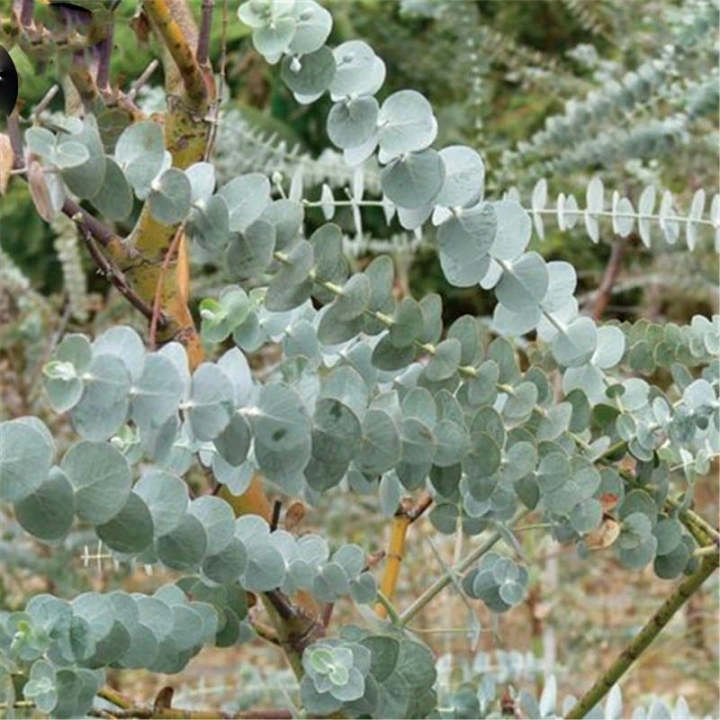 Egrow 50 Stk./Pack Eukalyptus Samen - Silber-Dollar-Baum (Eucalyptus Cinerea) für Ihren Garten! 🌱🌿