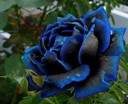 Seltene Schwarze Blaue Rosen - Samen 🌹