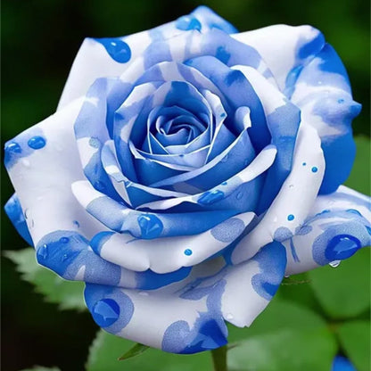 Blau-Weiße Rosen: Eine Wonnevolle Mischung aus Eleganz und Gelassenheit 🌹💙