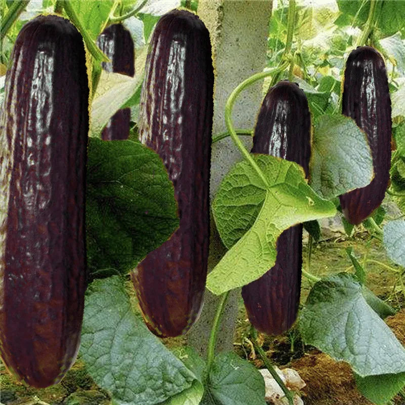 Seltene Schwarze Gurkensamen - Entdecken Sie die einzigartige Vielfalt in Ihrem Garten! 🥒🖤