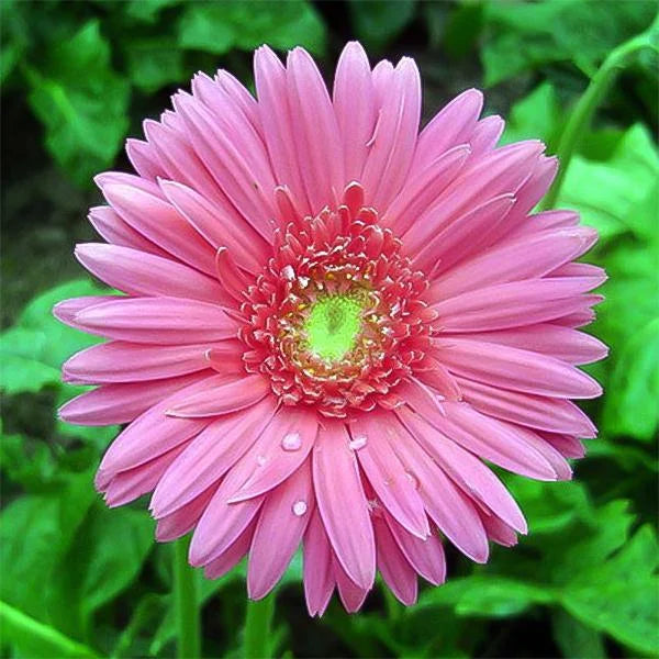 Rosa gefüllte Gerbera-Chrysanthemensamen, Sonnenblumen