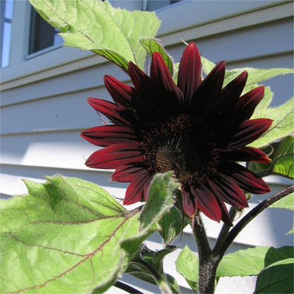 Sonnenblume, Chianti-Hybride