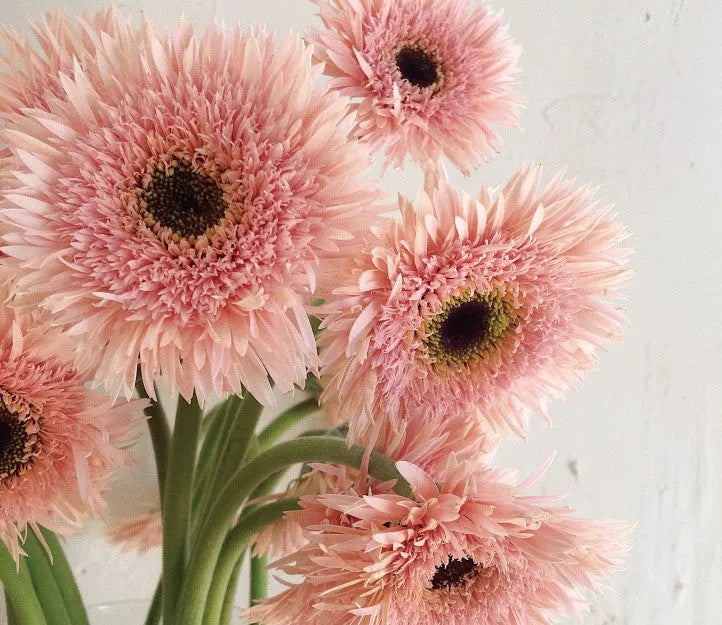 Pink Gentle Gerbera jamesonii Samen