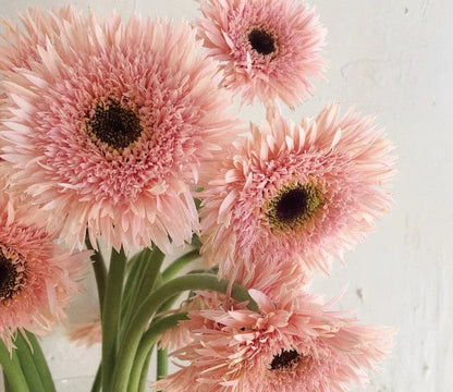 Pink Gentle Gerbera jamesonii Samen