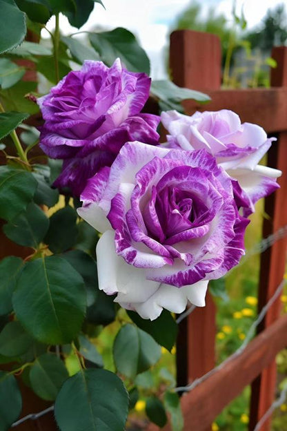 Seltene lila-weiße Zwillingsrosen - Eine Ode an die Eleganz und Reinheit 🌹💜🤍