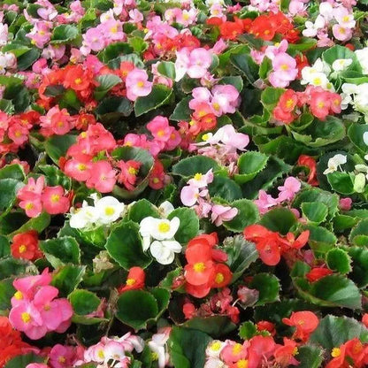 Begonia Super Olympia Mix F1