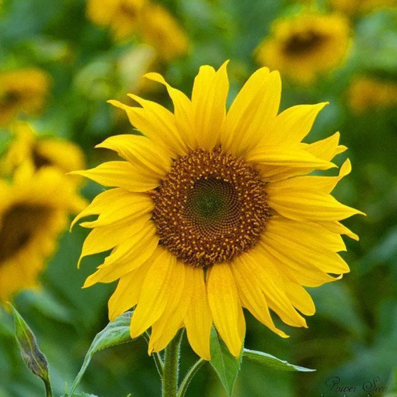 40 Stück Zwergsonnenblumensamen Seltene Blumensamen