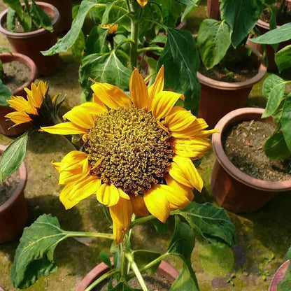 40 Stück Zwergsonnenblumensamen Seltene Blumensamen