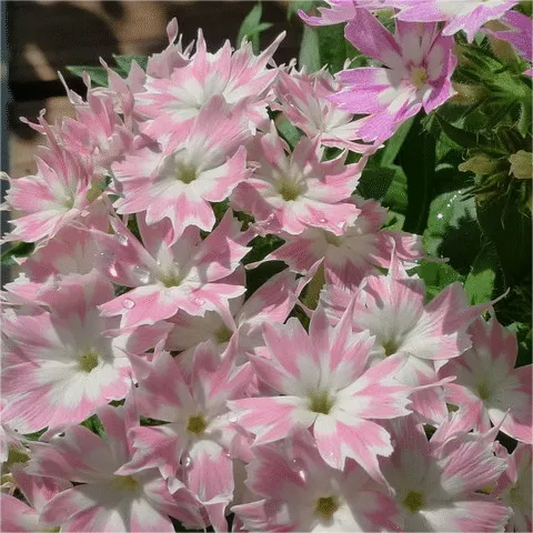 ROSE MIT AUGEN-PHLOX-SAMEN