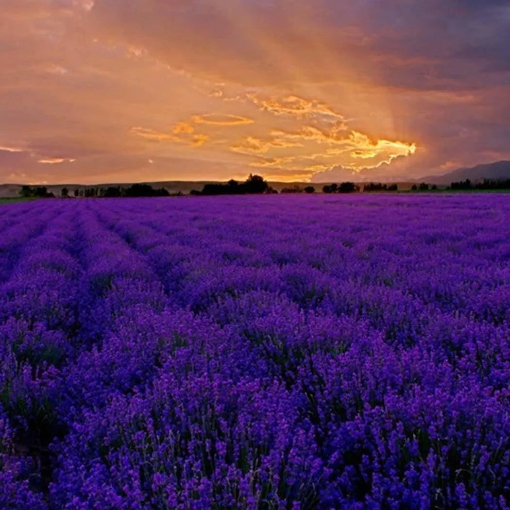 200 STÜCK PROVENCE LAVENDEL SAMEN DUFTENDE BIO-BLUMENSAMEN HEIM GARTEN BONSAI PFLANZE