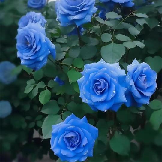 Blaue Zauberrose - Seltenheit 🌹💙