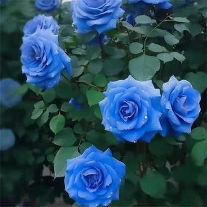 Blaue Zauberrose - Seltenheit 🌹💙