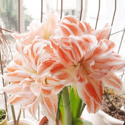 50 Partikel Hippeastrum rutilum Samen Bonsai Hausgarten Balkonpflanzen