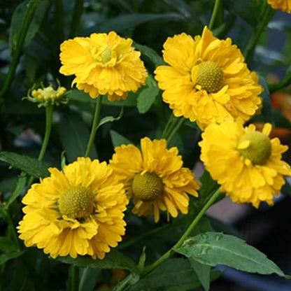 Gelbe Helenium-Sneezeweed-Blumensamen