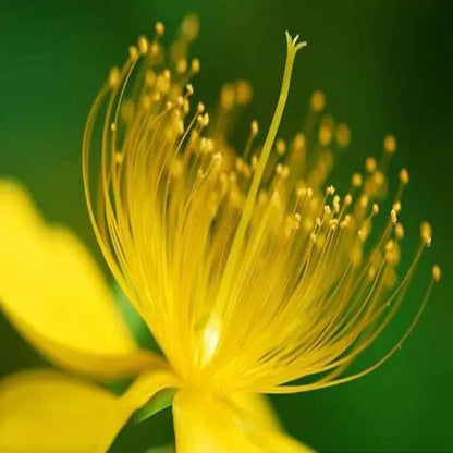 Gelbe Hypericum-Blumensamen