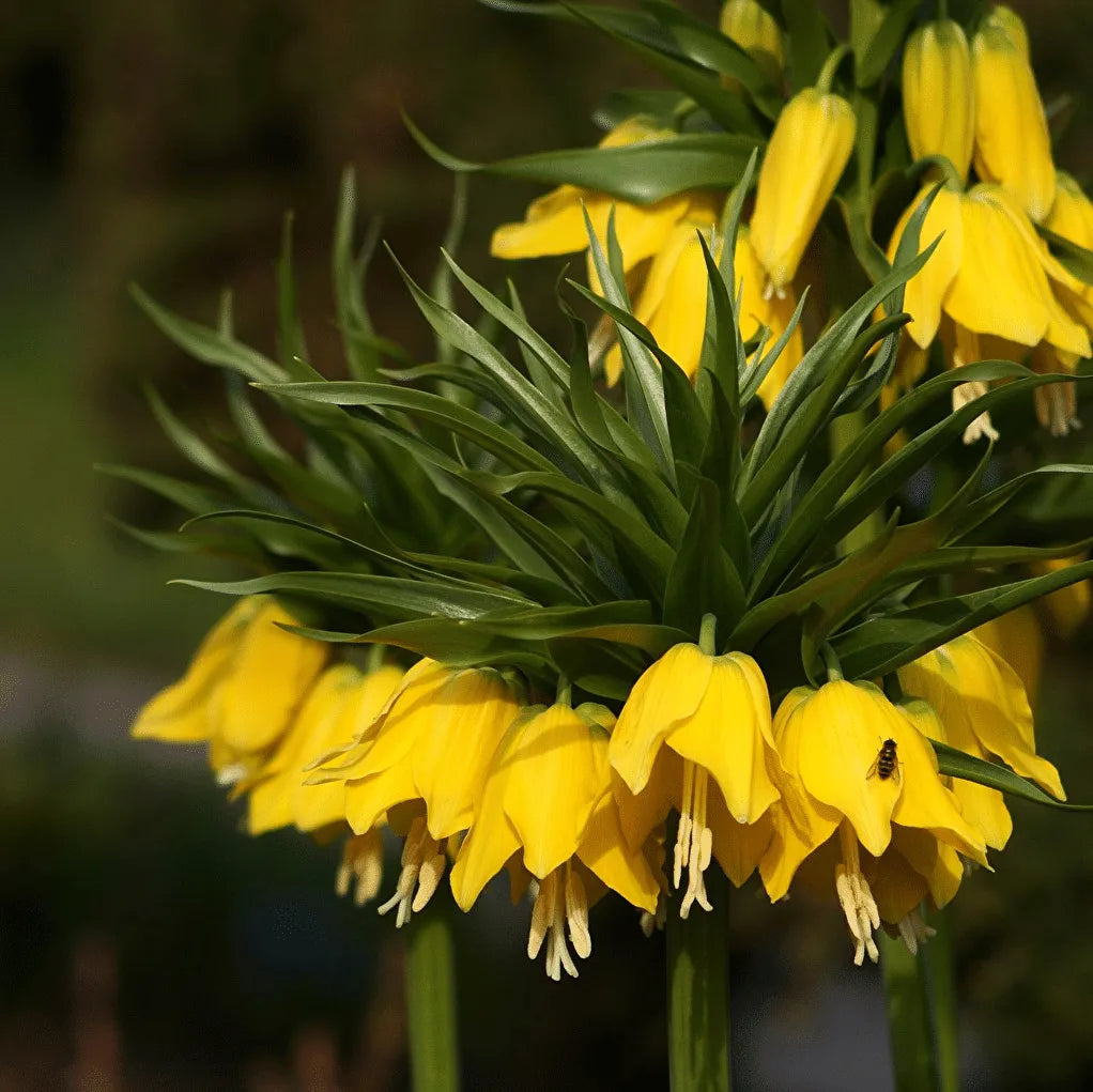 Multi-Farben Fritillaria Samen, 100 Stück/Packung