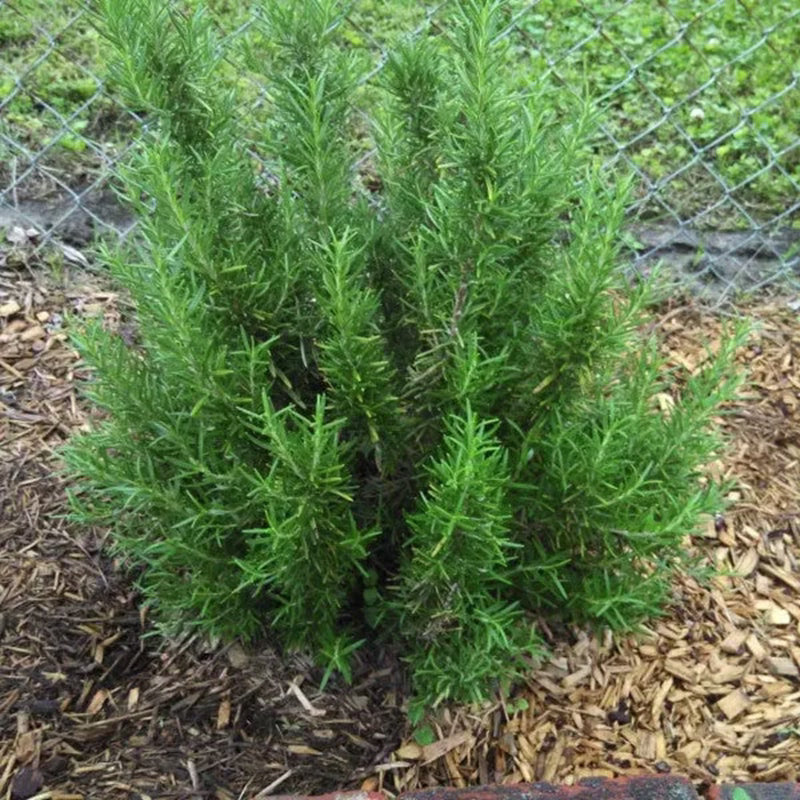 ROSEMARY HERB SEEDS - Duftende, mehrjährige Ergänzung für Ihren Kräutergarten!