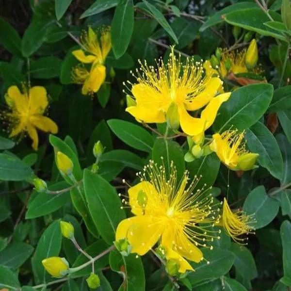 Gelbe Hypericum-Blumensamen