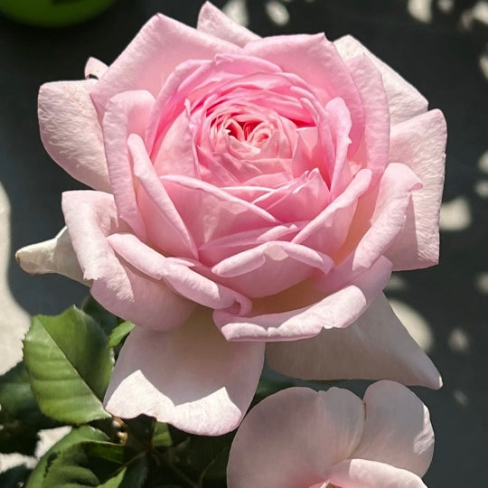 Seltene, farbenfrohe Rosensamen für den Hausgarten 🌹🏡