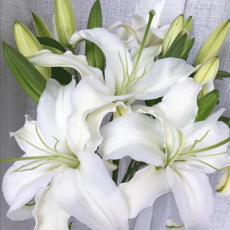 DUFTLILIENZWIEBELN IN TÖPFEN GEZÜCHTETE PFLANZEN BLUMENSAMEN