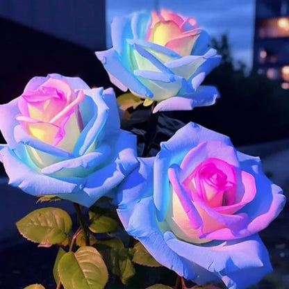 💙🌸 100 Stück/Seltene Beutel Blau Rosa Rose Samen - Duftende Pflanzen und Blumen für Ihren Garten! 🌱🌼