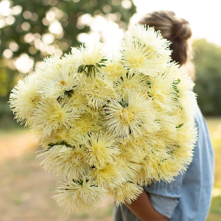 Teddy-Chrysantheme 50 Samen